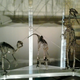 Illustration for article titled Is the Natural History Museum as Inaccurate as Jurassic World?